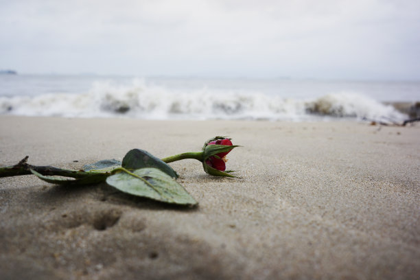 被遗弃在海滩上的玫瑰图片下载