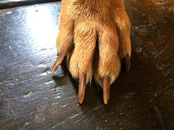 动物/野生动物图片下载