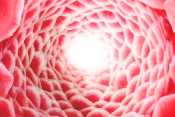 彩色美丽的花朵近景抽象的背景图片下载