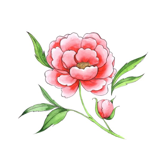 漂亮的花。红牡丹。图片下载