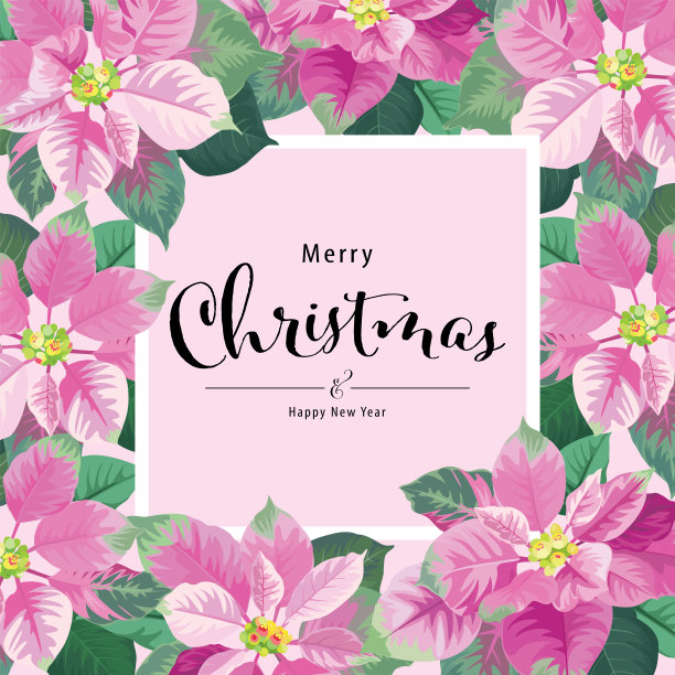 一品红花在粉红色和绿色框架背景。图片下载