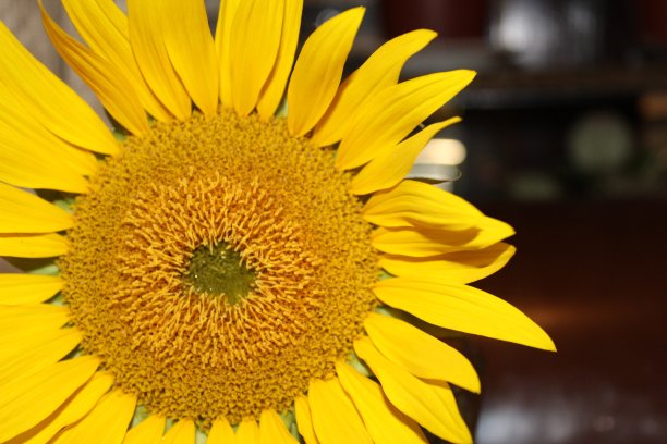 向日葵图片下载