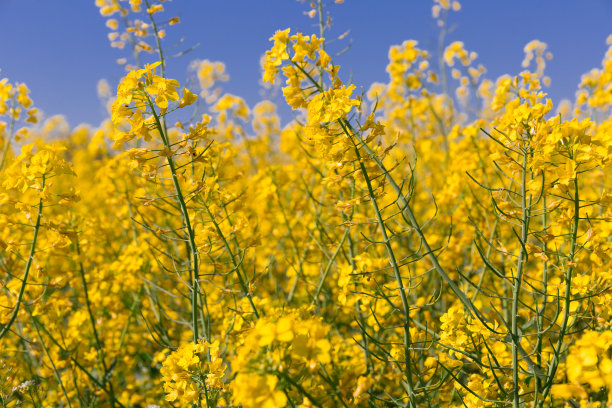 阳光明媚的黄色油菜田，波兰的风景图片下载