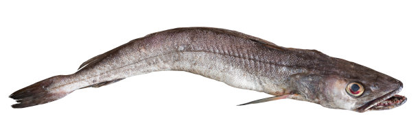 白色背景上的生merluccius图片下载