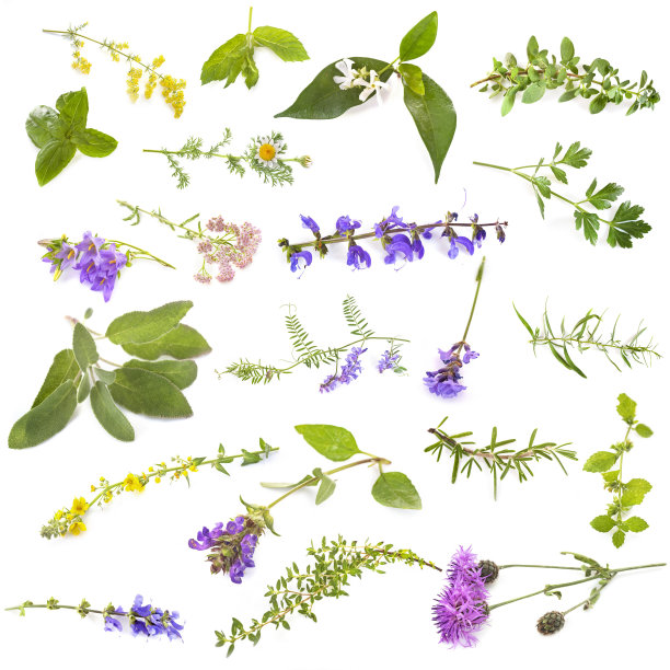 野生植物类群图片下载