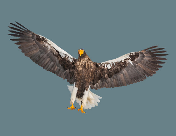 有白色尾巴的鹰。图片下载