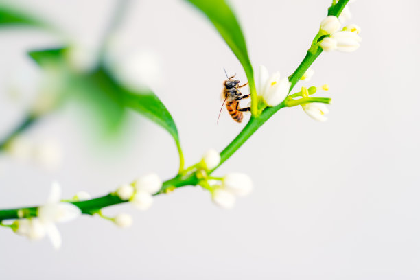 美丽的黄色蜜蜂图片下载