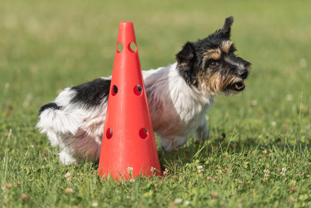 小狗在一个锥形上循环-可爱的杰克罗素梗狗狗听话的同时做运动图片下载