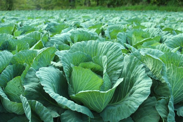 菜心领域图片下载