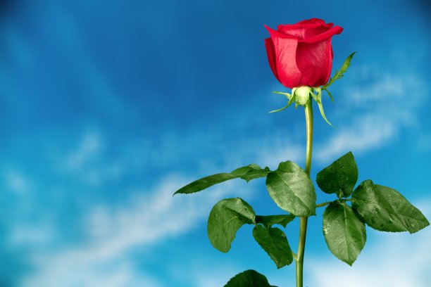 玫瑰。图片下载