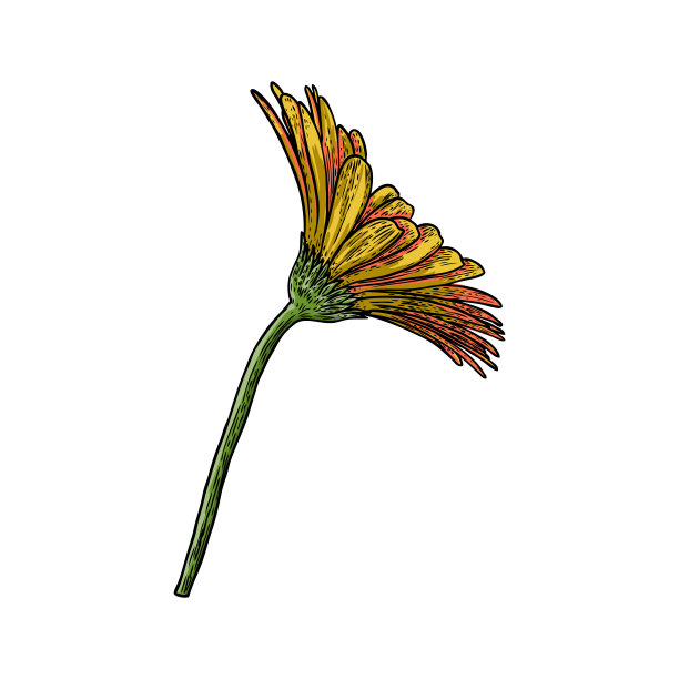 开放花瓣雏菊头花。植物的植物学图纸。色彩艺术线条。向量。图片下载