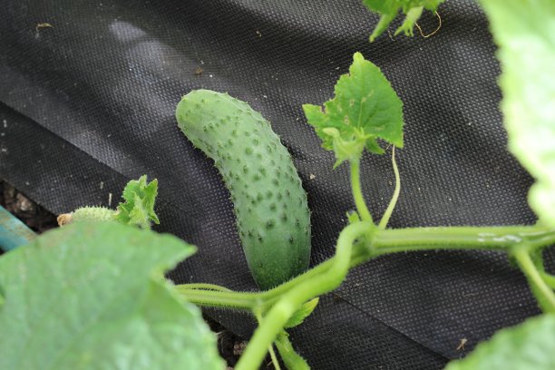 有机黄瓜布什图片下载