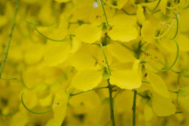 金花(决明花)是泰国孔肯省的象征花图片下载
