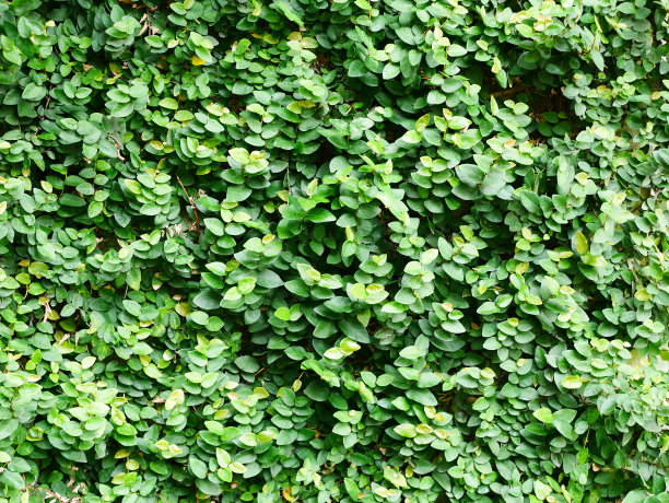 绿色的树叶墙背景上的灰色图片下载