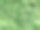 绿色的树叶墙背景上的灰色图片下载