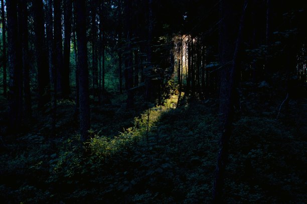 太阳来了，在树林里问候图片下载