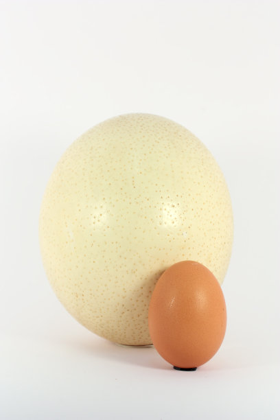 鸡蛋和鸵鸟蛋图片下载
