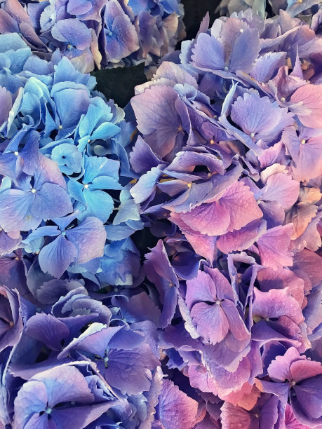 近距离图像薰衣草，粉红色和蓝色绣球叶图案图片下载