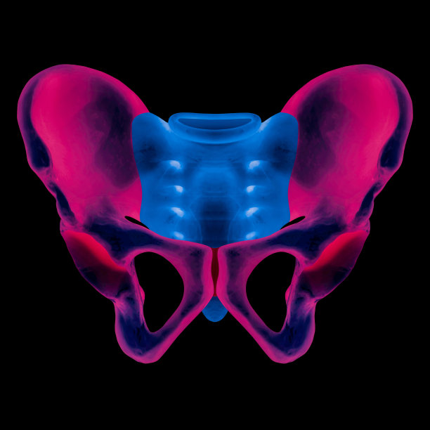 人体骨盆骨前视图x线片髋骨疼痛部位红色高亮- 3D医学插图-人体解剖学概念-蓝色调图片下载