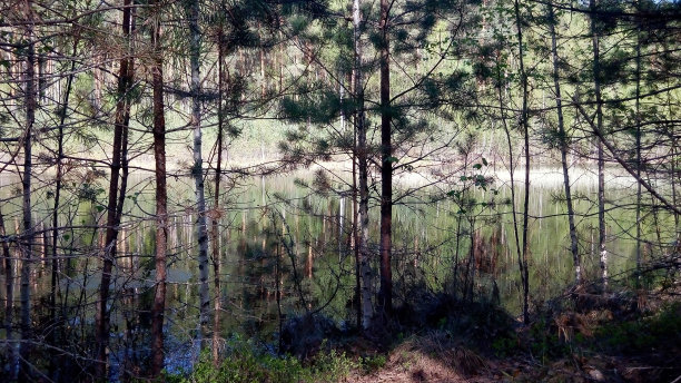 森林湖图片下载