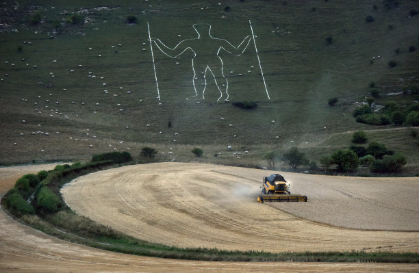 在长人下面收割大麦图片下载