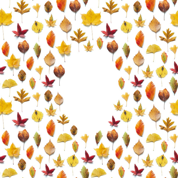 秋天框架与多彩的树叶图片下载