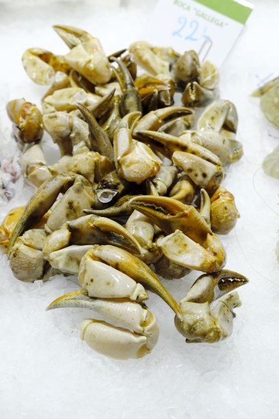 高视角的螃蟹在冰上图片下载