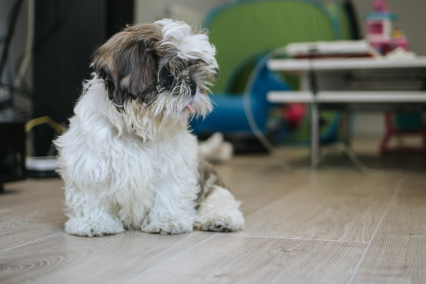 可爱的毛茸茸的小狗在家庭的房子图片下载