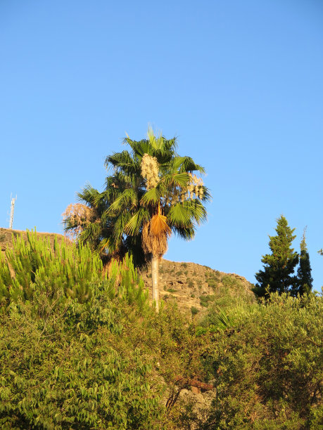 孤高的手指棕榈在山坡上图片下载