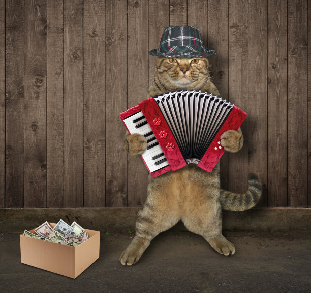 猫音乐家在篱笆附近图片下载