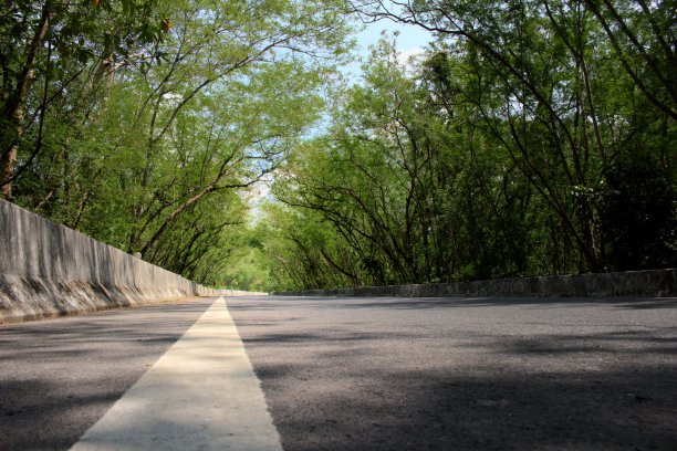 绿叶与路图片下载