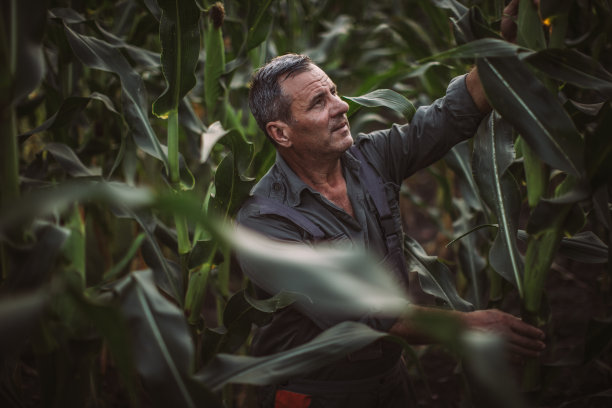 农民检查玉米图片下载