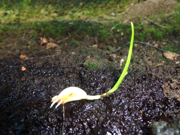 大蒜宝宝树图片下载