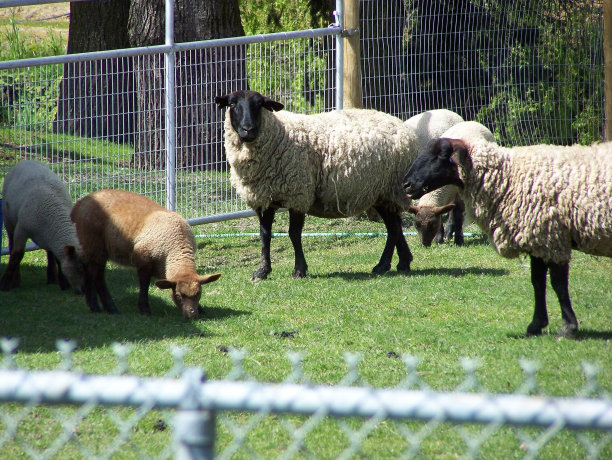 羊圈里的羊图片下载