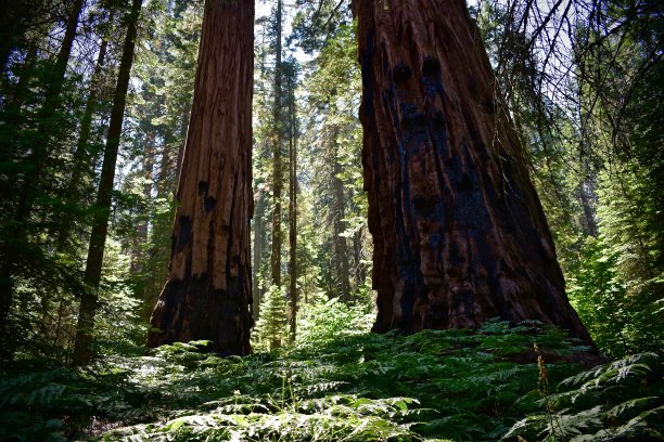 红杉国家公园图片下载