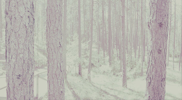 单色背景与树木图片下载