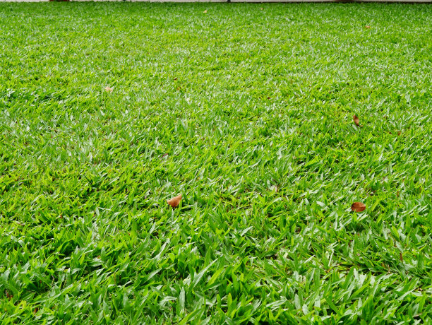 近距离鸟瞰图的草图片下载