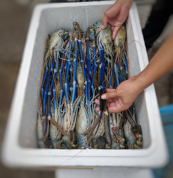 新鲜市场的大虾图片下载