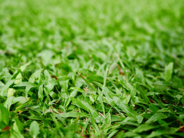 花园绿草背景图片下载