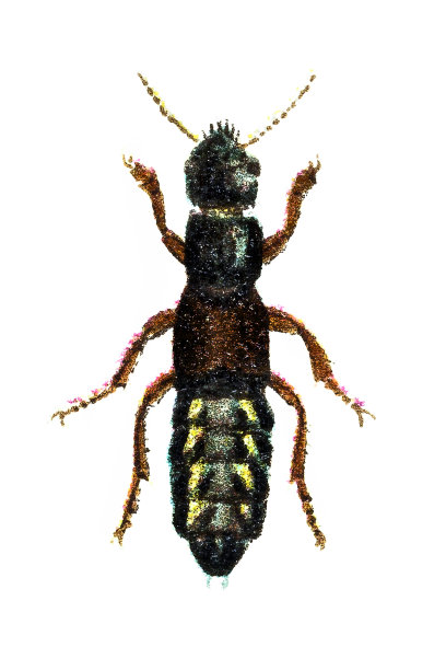 罗夫甲壳虫（葡萄球菌）图片下载