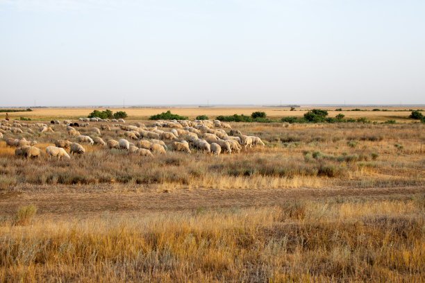 日落时，一群羊在干草地上图片下载