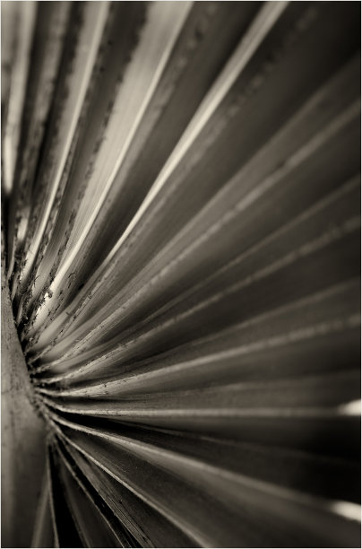 棕榈漏摘图片下载