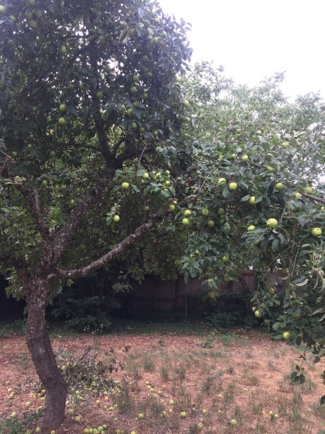 苹果树图片下载