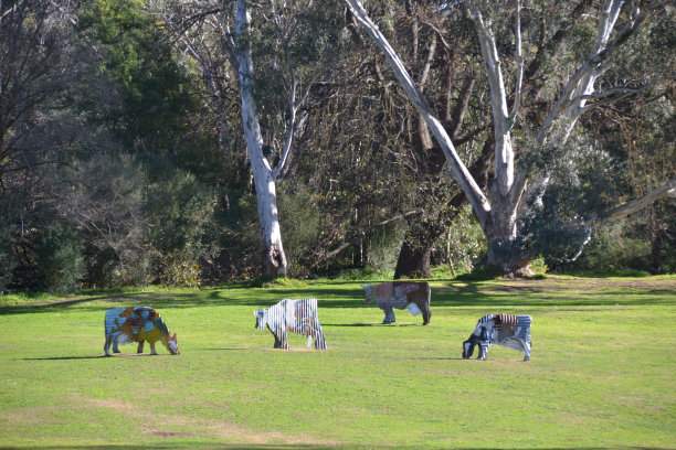 在澳大利亚，锡牛在一片草地上，背景是桉树图片下载
