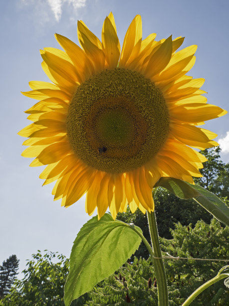 向日葵，松嫩布卢姆图片下载