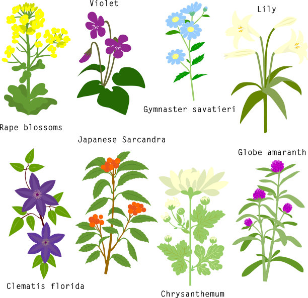 日本花台series2图片下载