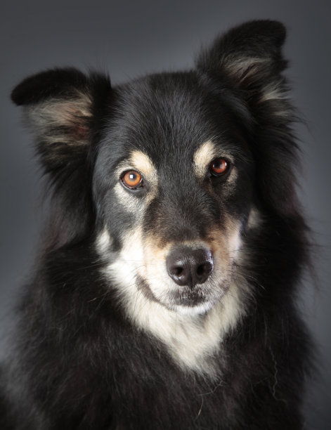 混合的狗图片下载