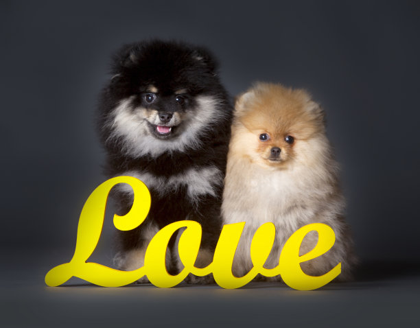 波美拉尼亚的爱图片下载