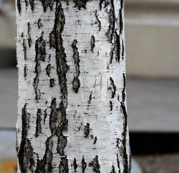 白桦树皮图片下载