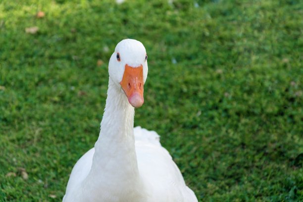 公园里的鸭子图片下载